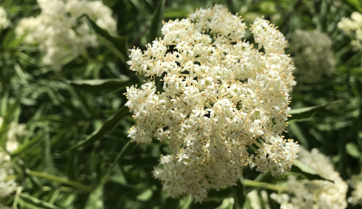 Elderberry Colorado's Wildflowers