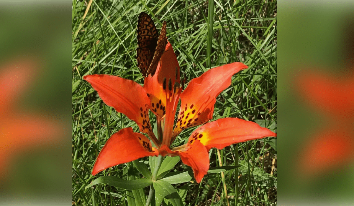 Wood Lily Colorado's Wildflowers