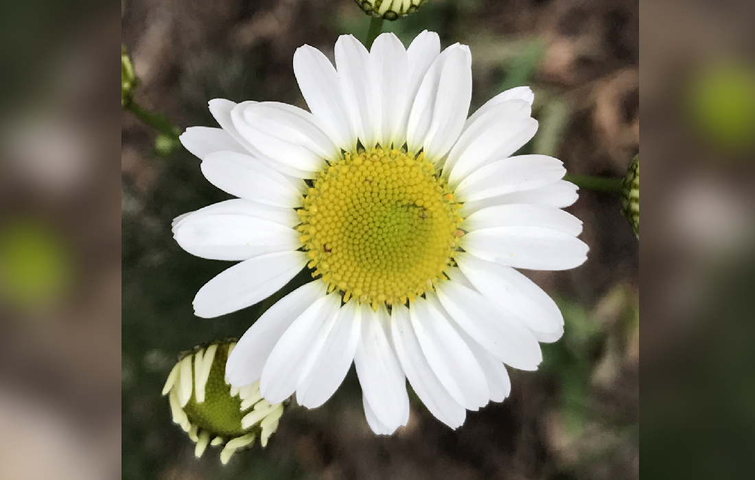 Oxeye Daisy Colorado's Wildflowers