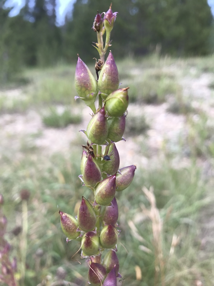 Onesided Penstemon Colorado's Wildflowers