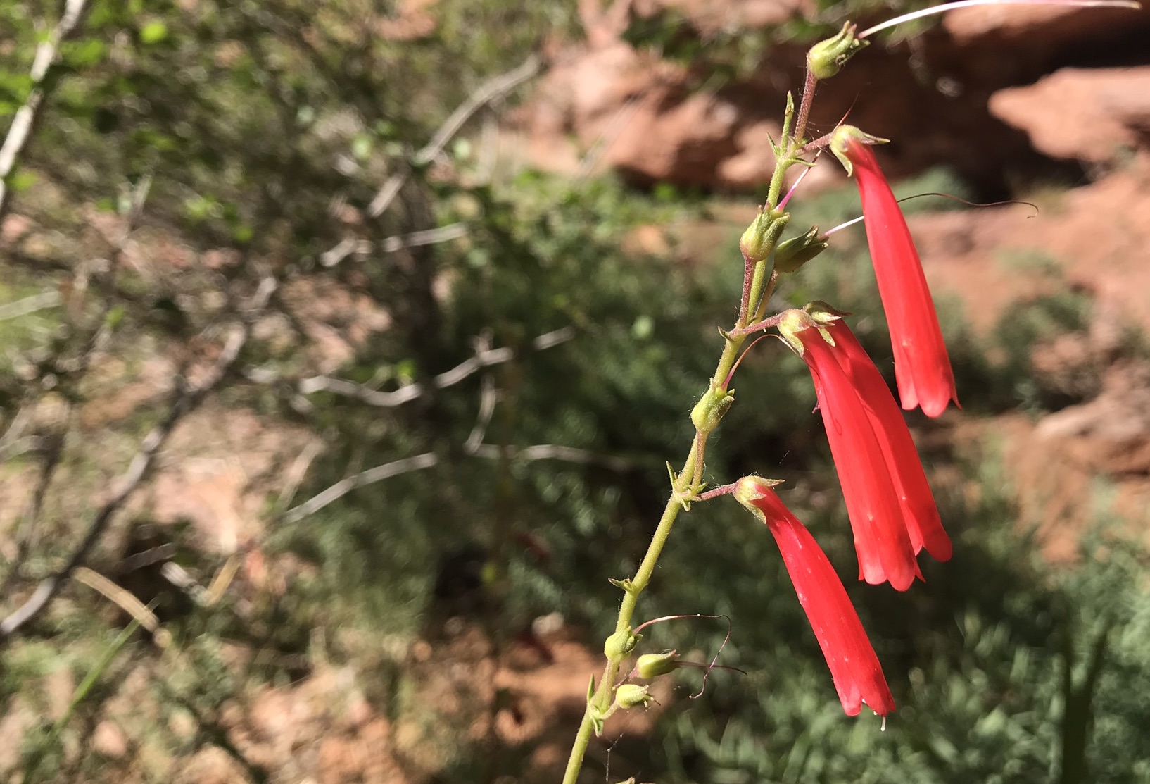 Firecracker Penstemon Colorado's Wildflowers