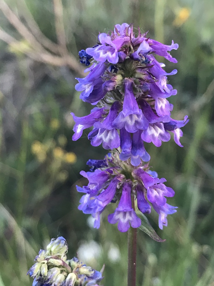 Small Flowered Penstemon Colorado's Wildflowers