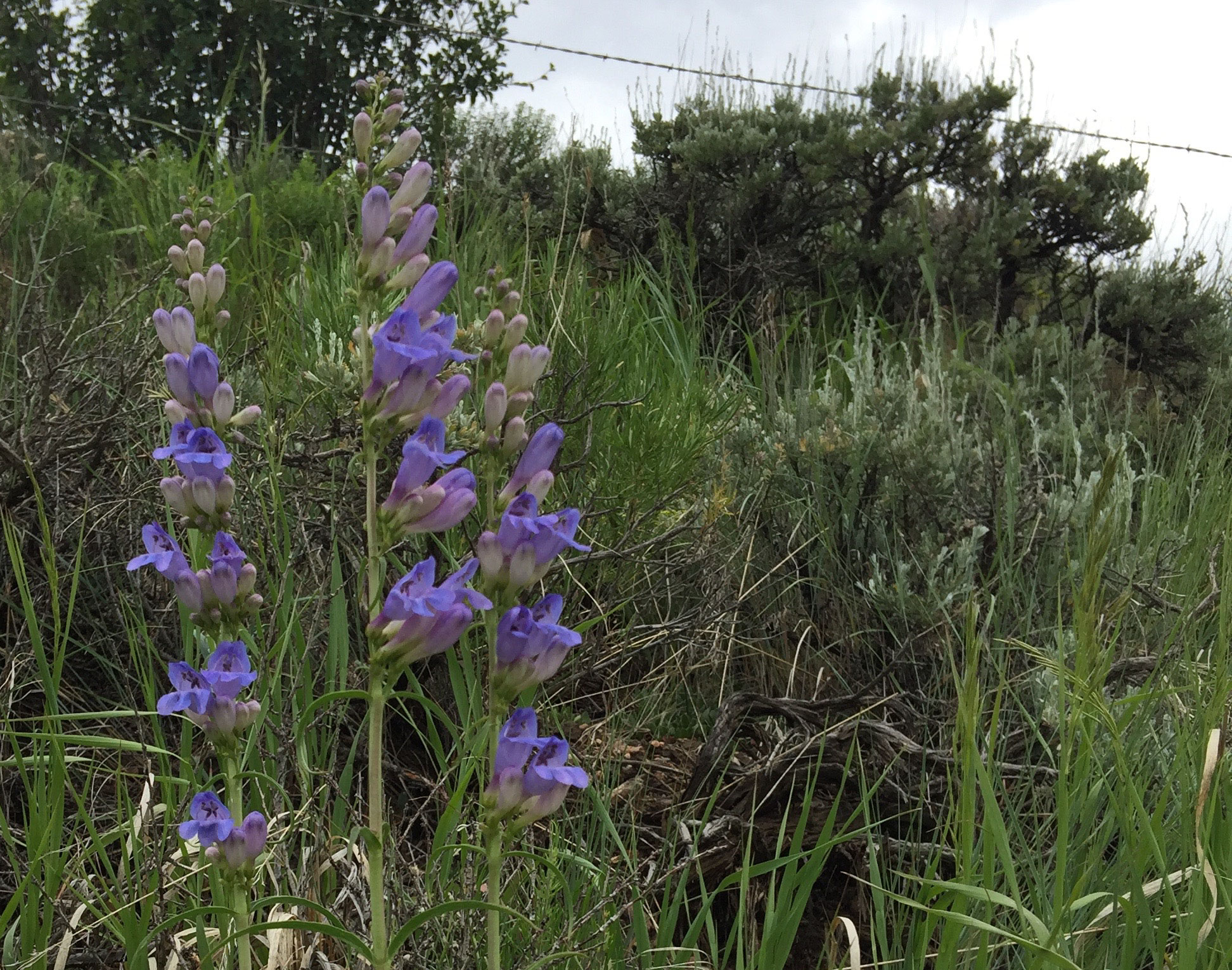 Penstemon with flowers on one side Colorado's Wildflowers
