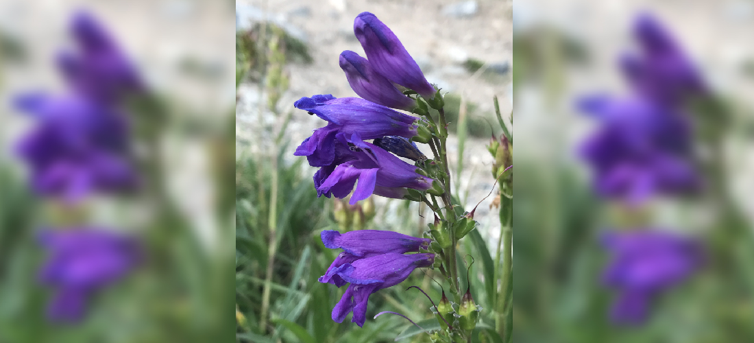 Onesided Penstemon Colorado's Wildflowers