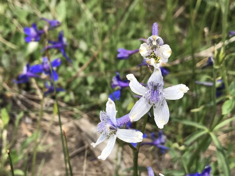 White Larkspur Colorado's Wildflowers