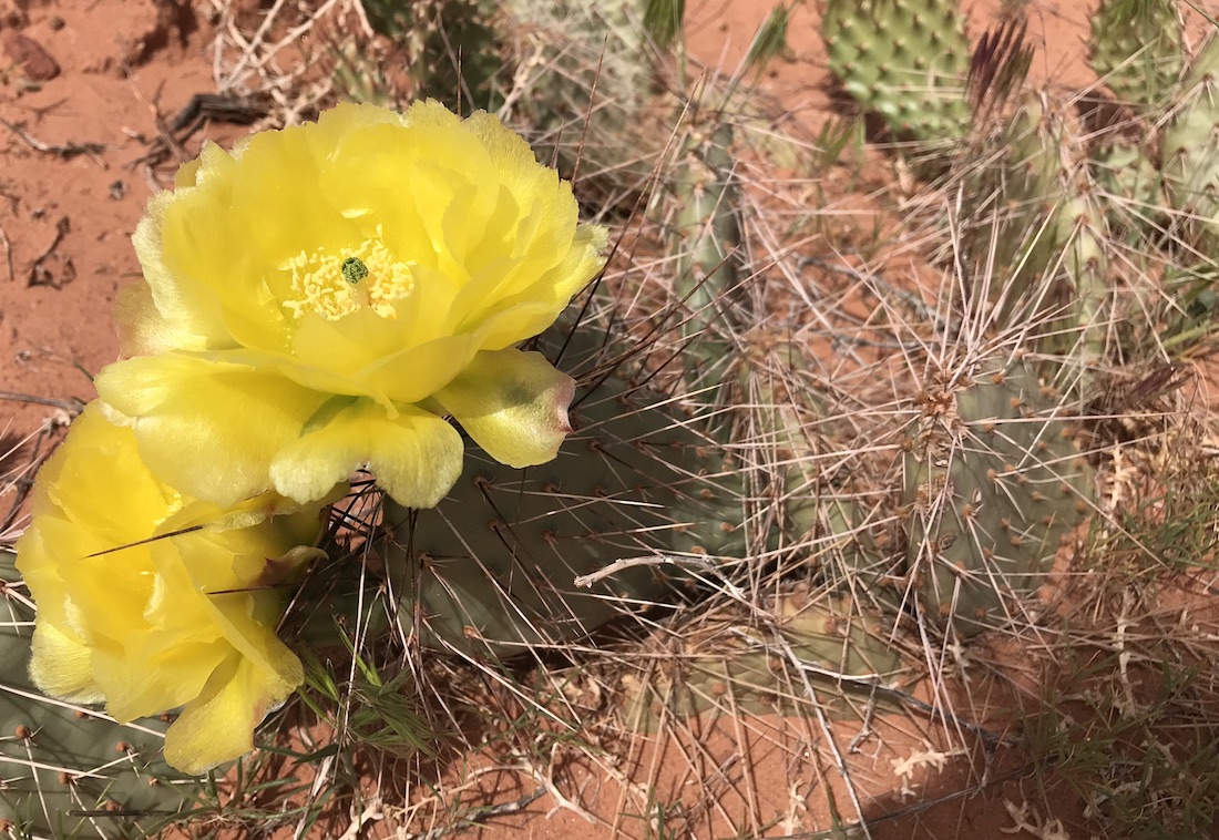 Pricklypear Cactus Colorado's Wildflowers