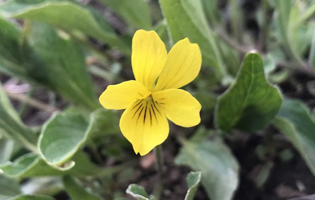 Yellow Violet Viola nuttallii Colorado Wildflower