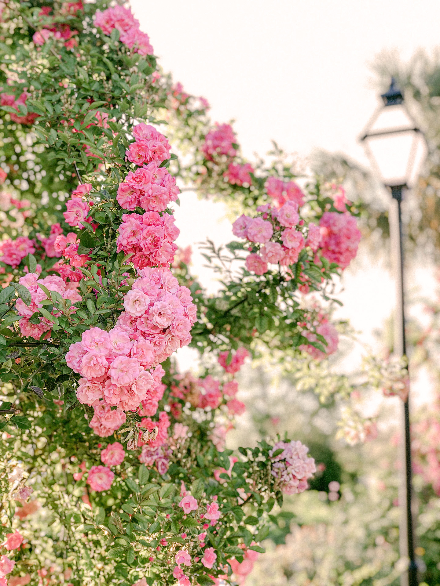 Charleston Flower Guide The What, When + Where for Blooms Around The