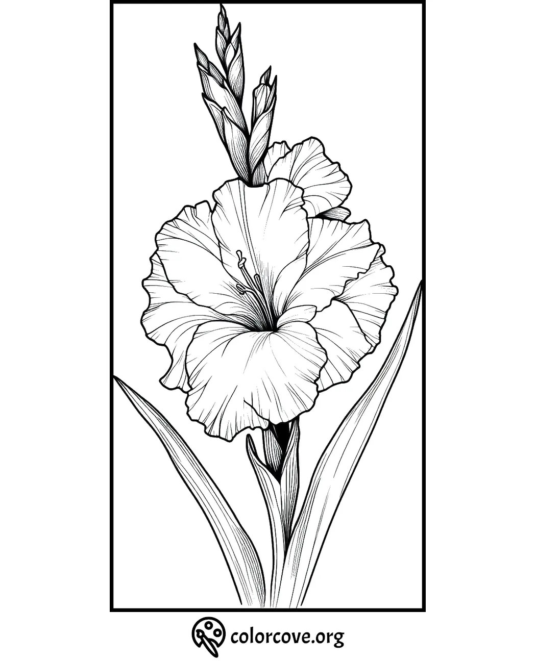 24 Free Gladiolus Coloring Pages The Color Cove