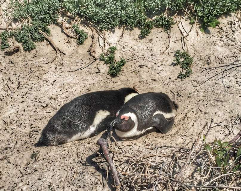 Pinguine an Boulders Beach und Foxy Beach am Kap Colorfulcities.de