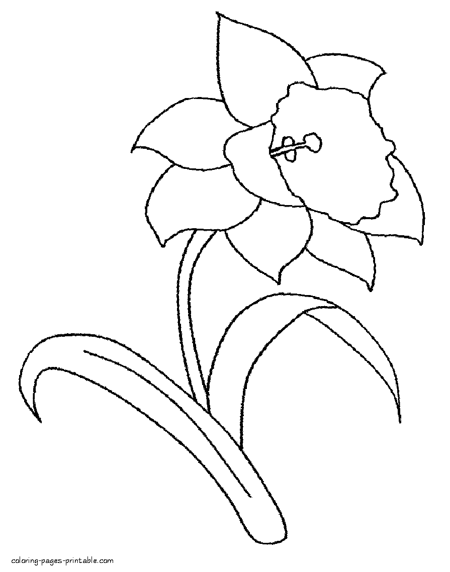 Daffodil coloring pages
