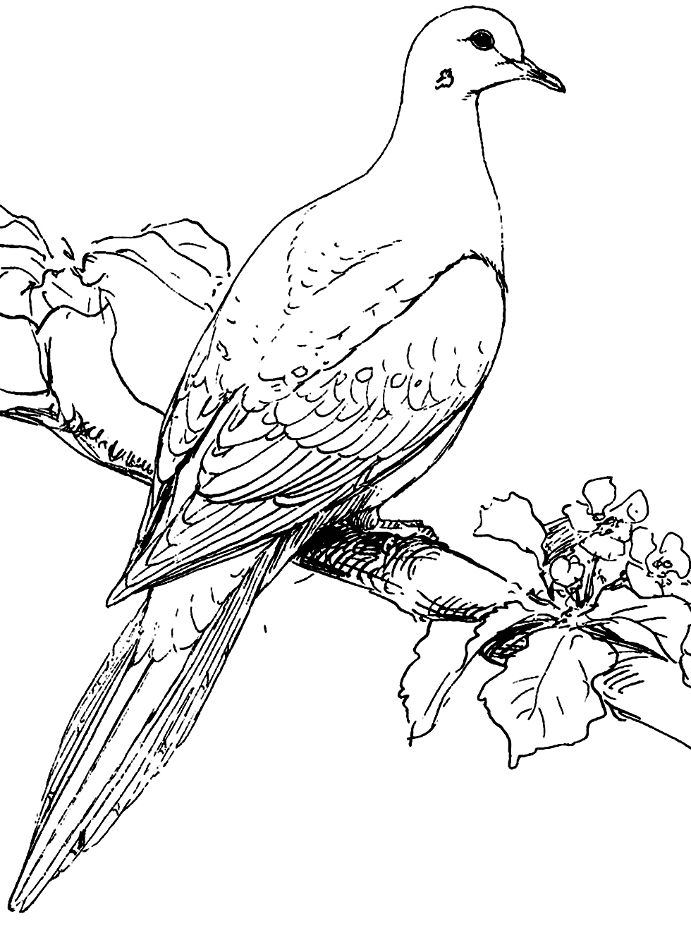 Dove Coloring Pages Printable Coloring Pages. FREE