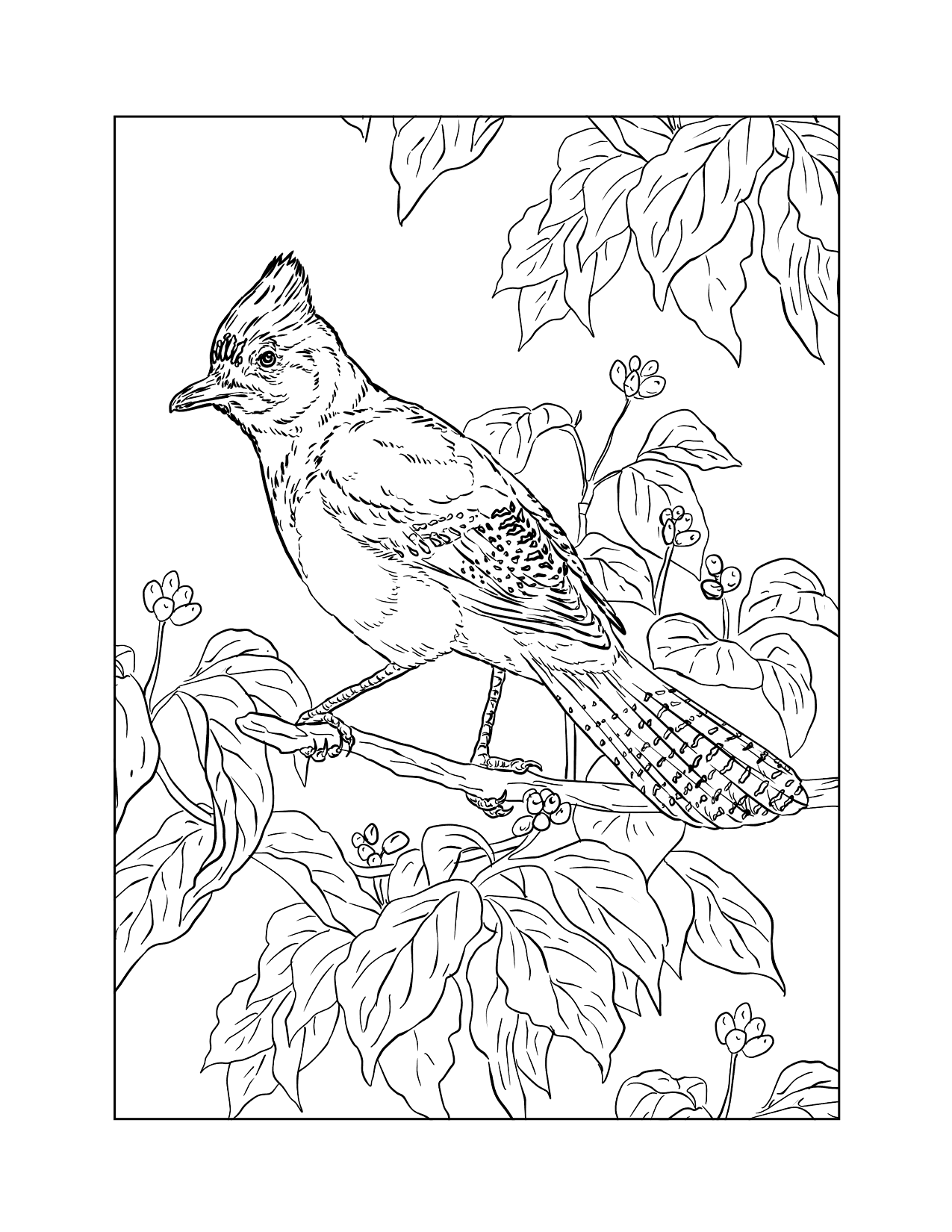 Blue Jay Coloring Pages – Printable Coloring Pages. FREE