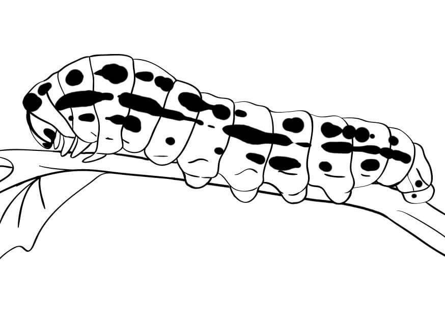 Caterpillar Coloring Pages – Printable Coloring Pages. FREE