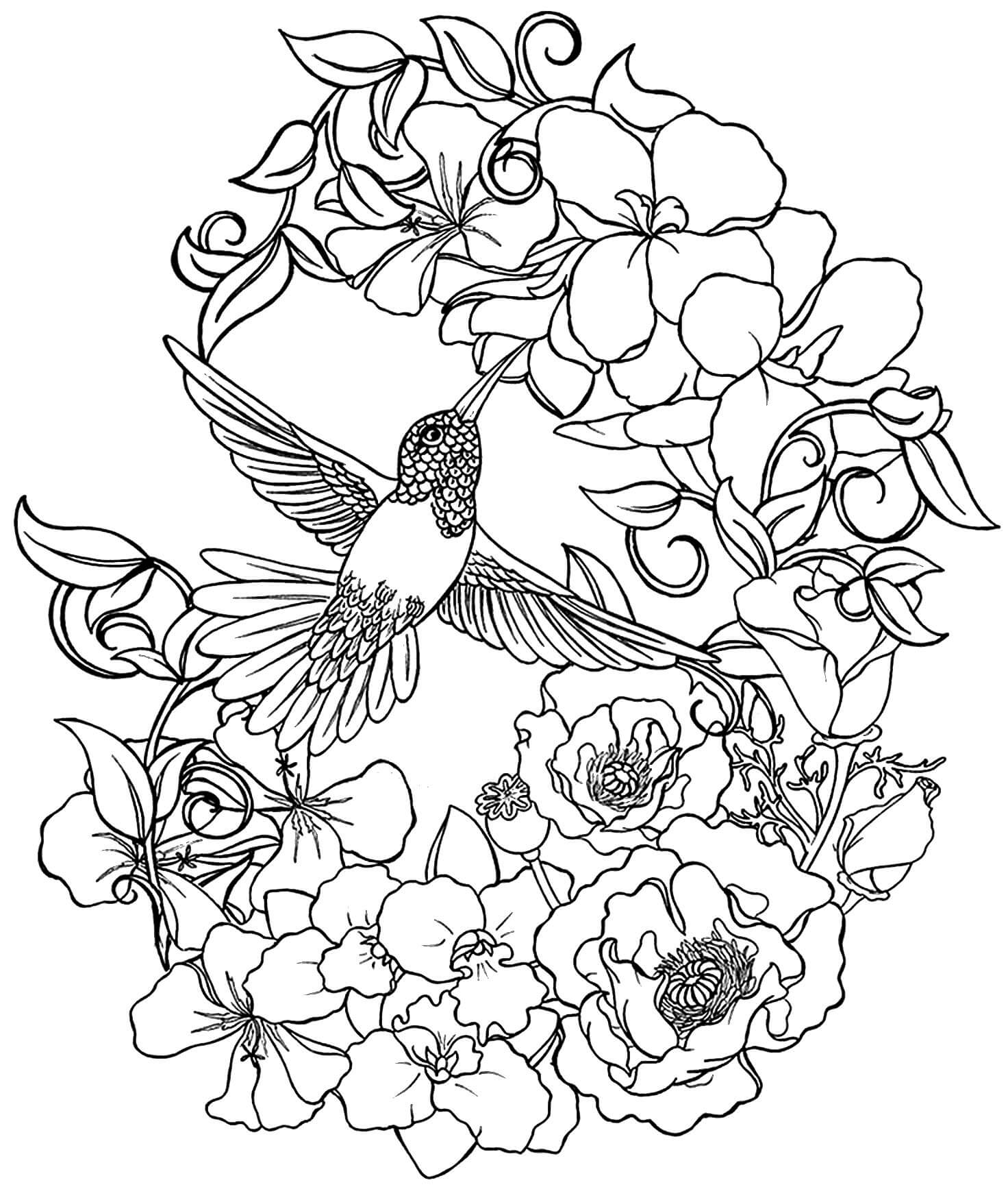 Hummingbird Coloring Pages Printable Coloring Pages