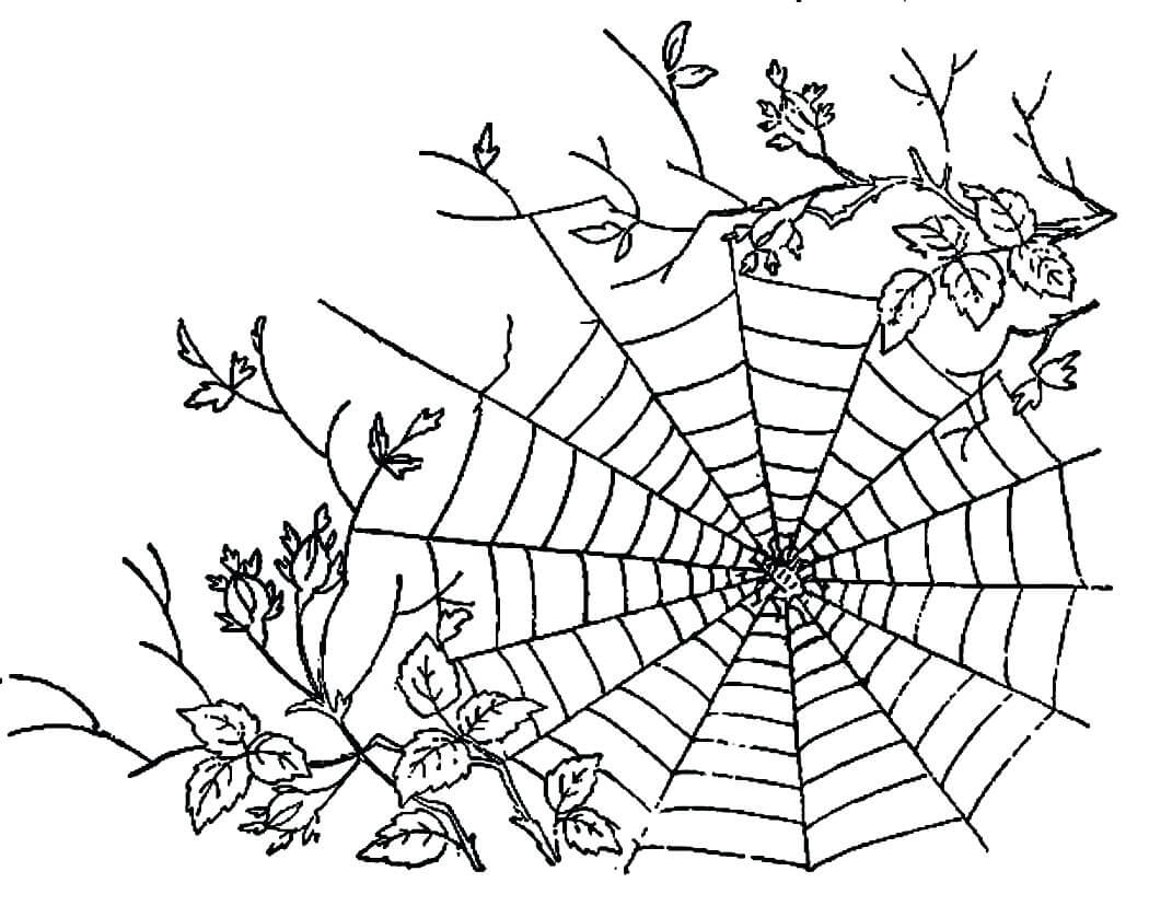 Spider Coloring Pages – Printable Coloring Pages. FREE