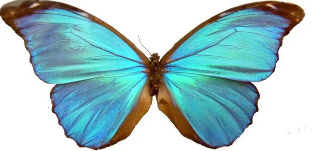 10 Best Printable Butterflies Patterns printablee.com