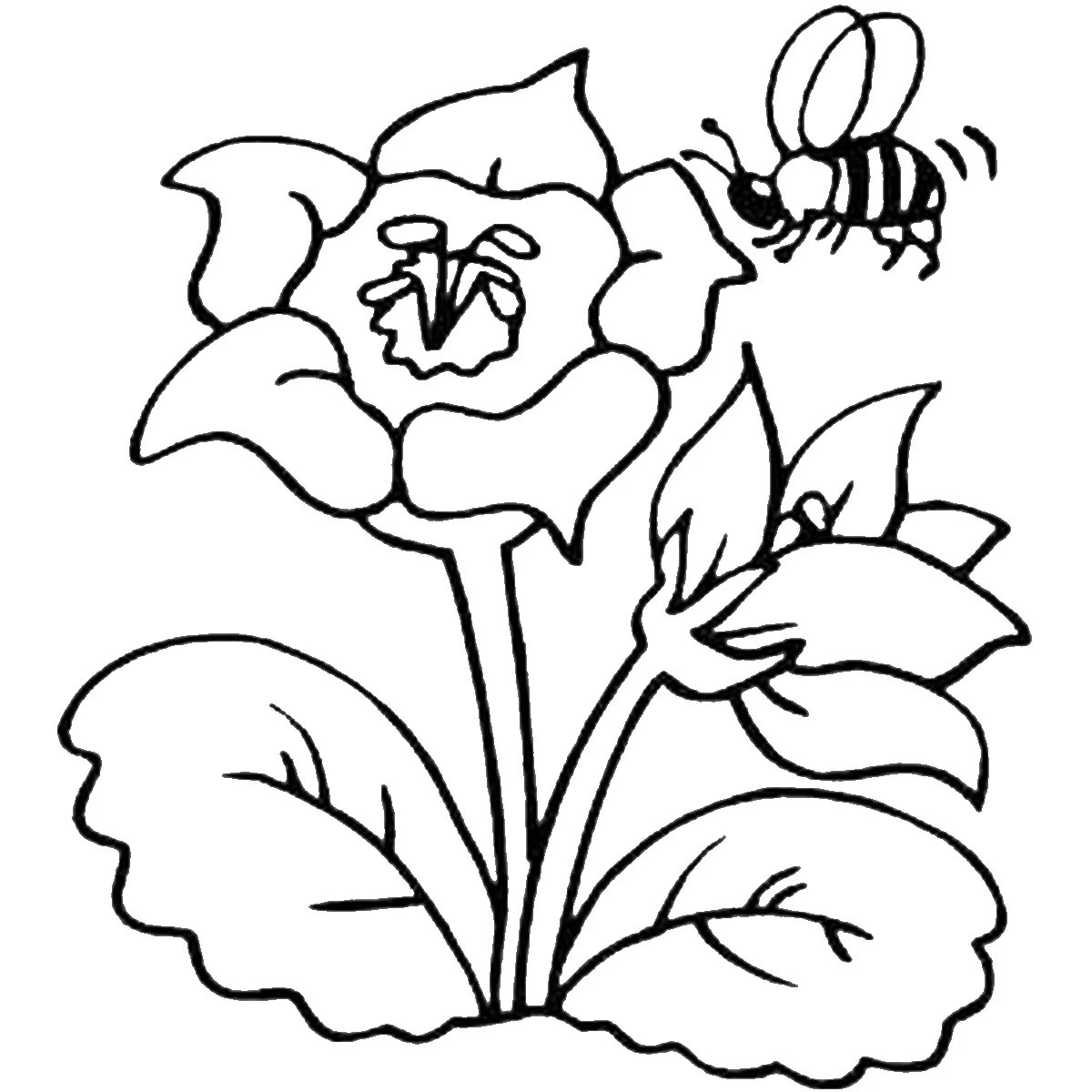 Bee Coloring Pages