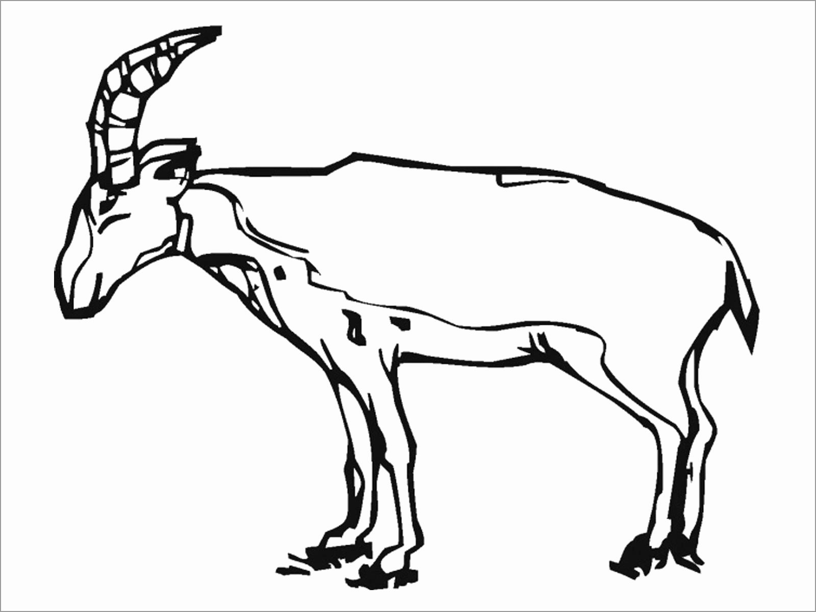 Antelopes Coloring Pages James Milligan's Coloring Pages
