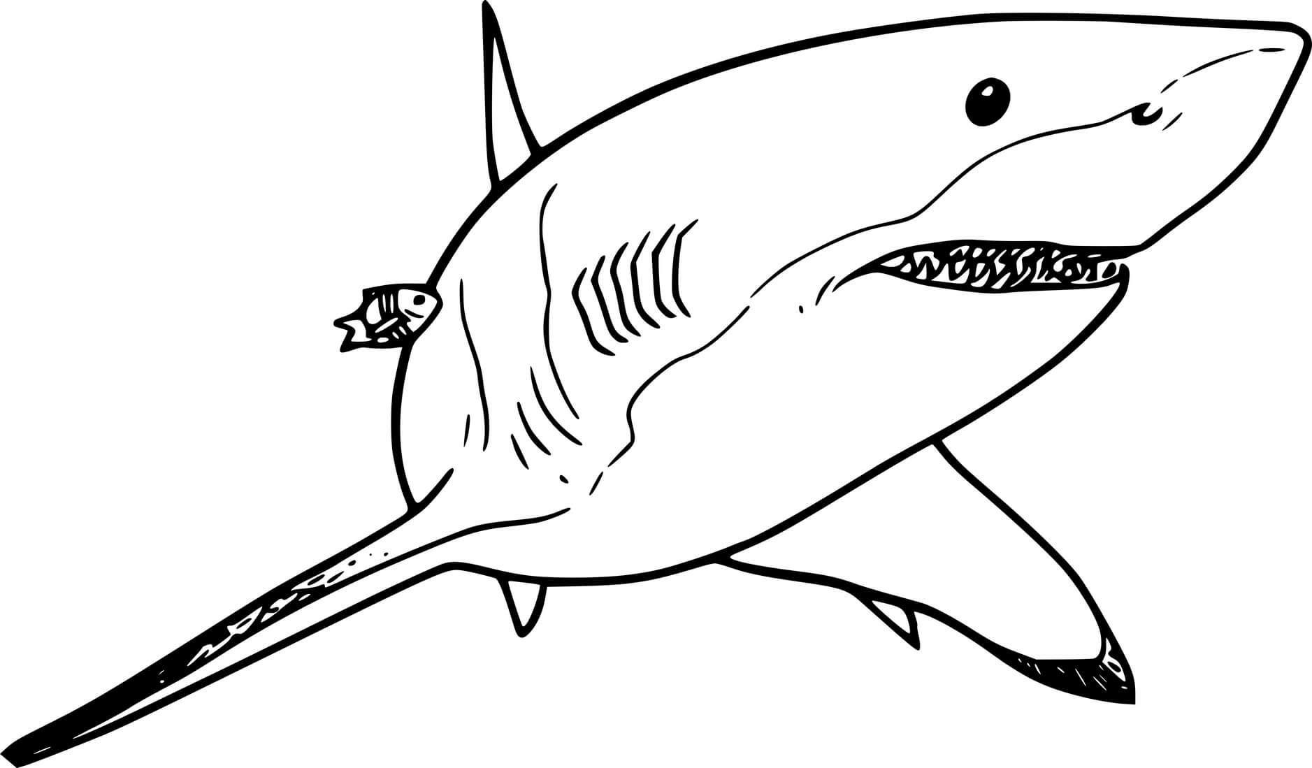 Simple Whale Shark Coloring Pages Coloring Cool