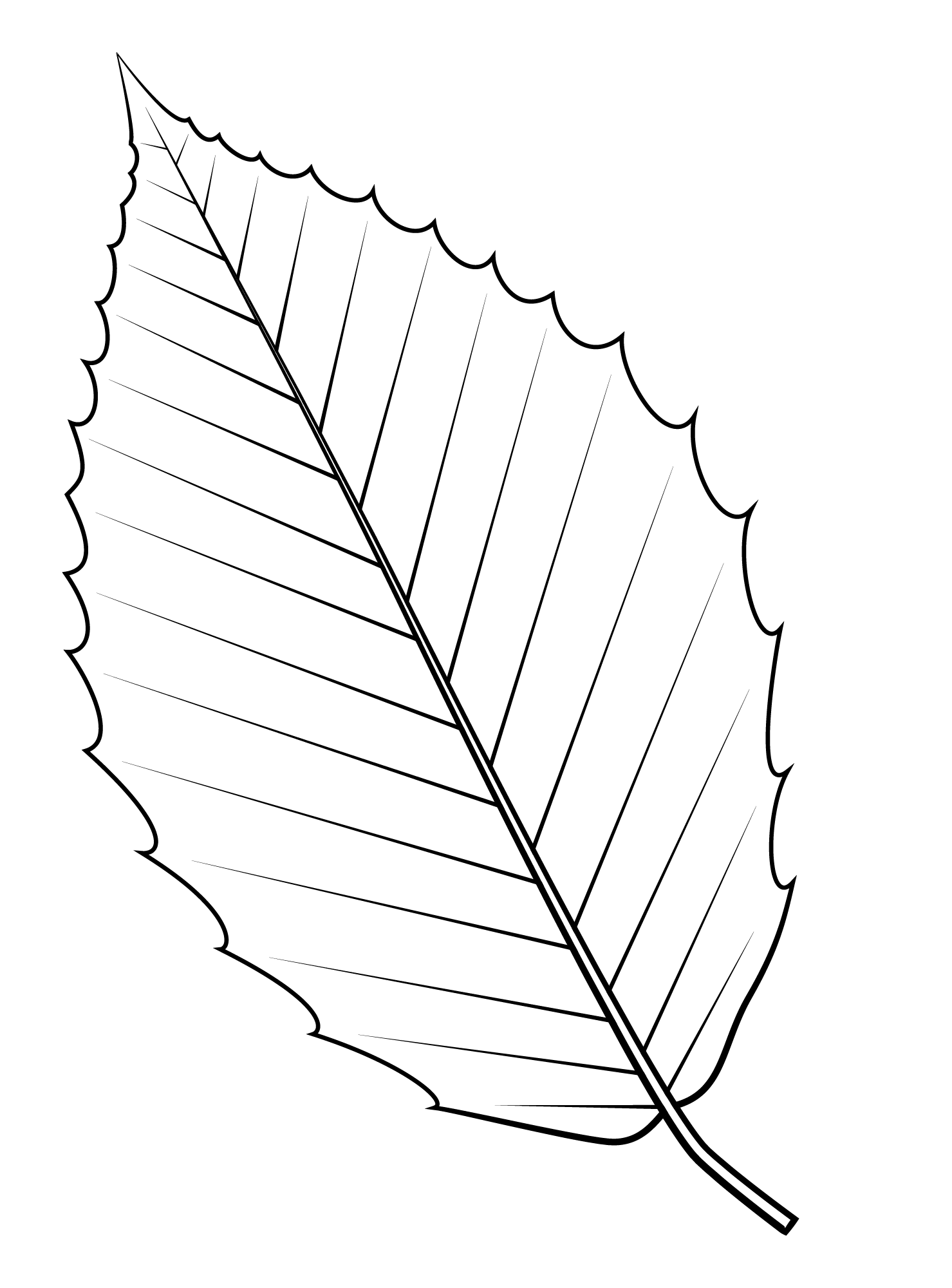 Valley Oak Leaf Coloring Pages Coloring Cool