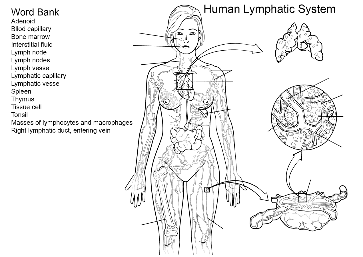 Lymphatic System Worksheet Coloring Pages - Coloring Cool