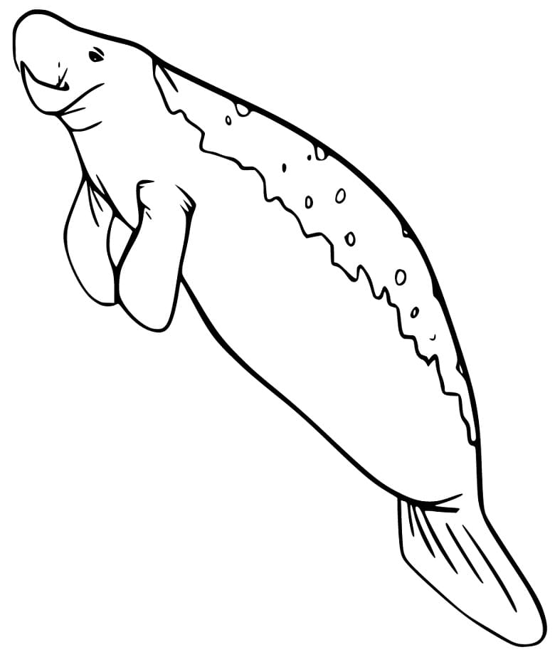 Manatee 2 Coloring Pages Coloring Cool