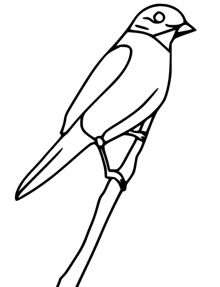 Simple Bluebird Coloring Pages Coloring Cool