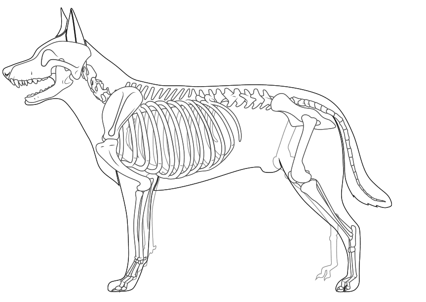 Dog skeleton coloring page Coloring Pages Coloring Cool