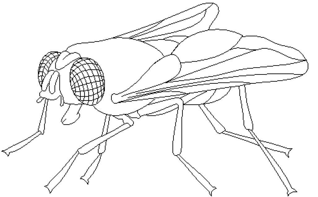 Fly Coloring Pages Coloring Cool