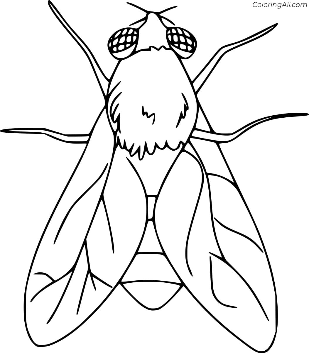 Fly Coloring Pages Coloring Cool