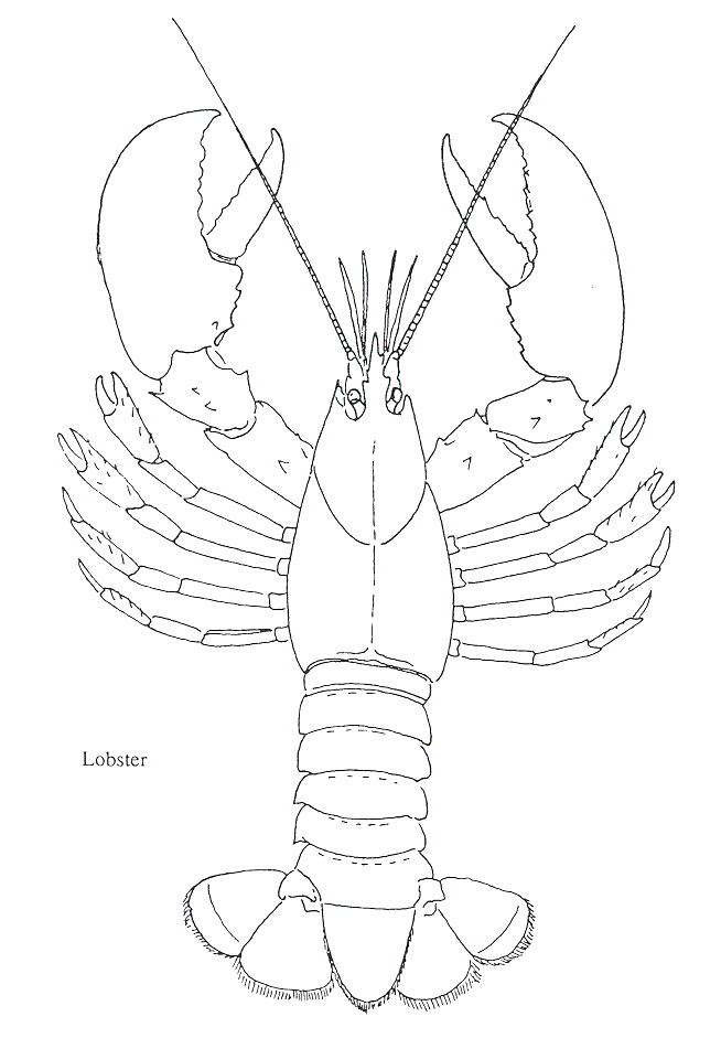 Red Lobster Coloring Pages Coloring Cool