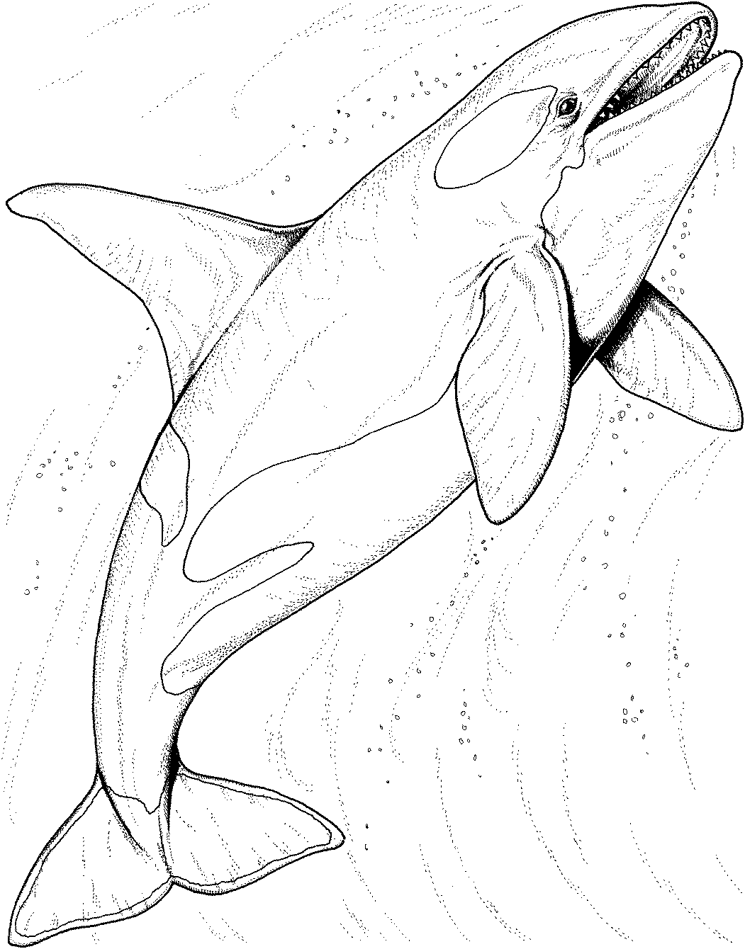 Orca Coloring Coloring Pages Coloring Cool
