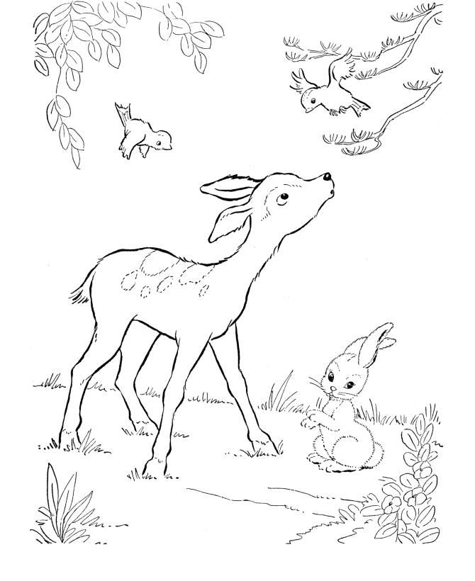Baby Deer Coloring Pages Coloring Home