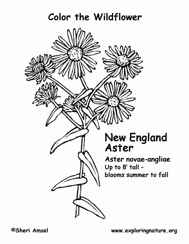 Aster Flower Coloring Pages And Printable Coloring Home