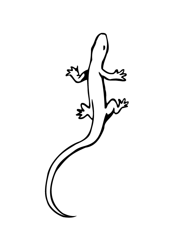 Lizard Coloring Pages Coloring Pages For Kids And Adults