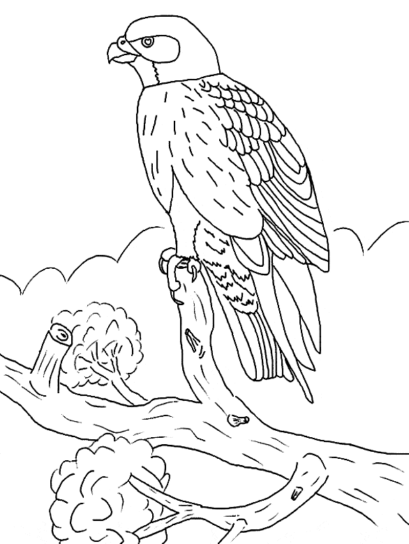 Falcon Coloring Pages Coloring Home