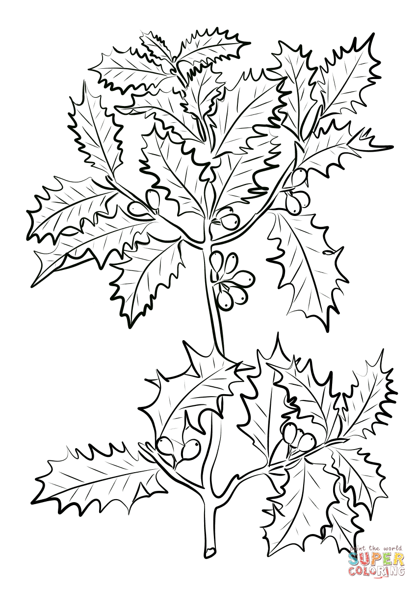 Holly Leaves Coloring Coloring Pages