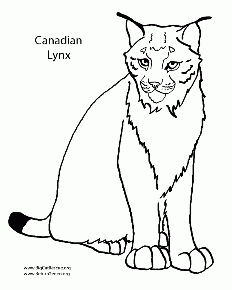 Lynx Coloring Pages Coloring Home