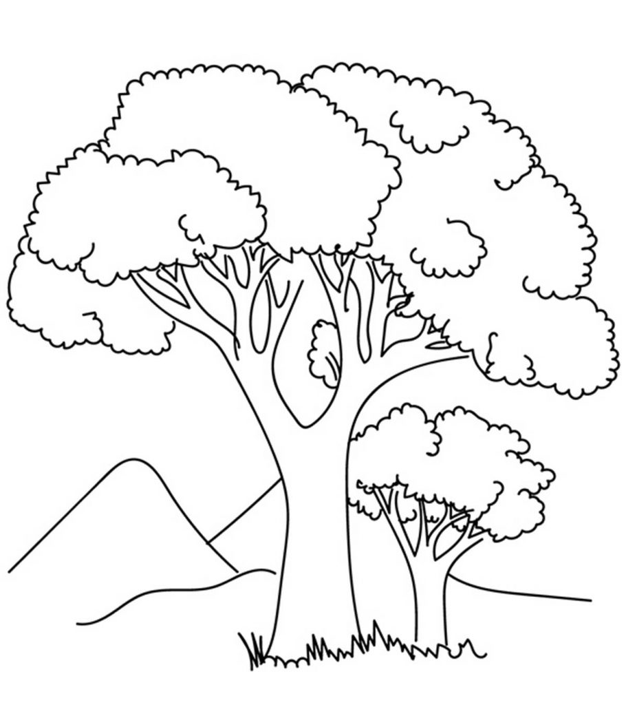 Tall Thin Tree Drawing Sketch Coloring Page