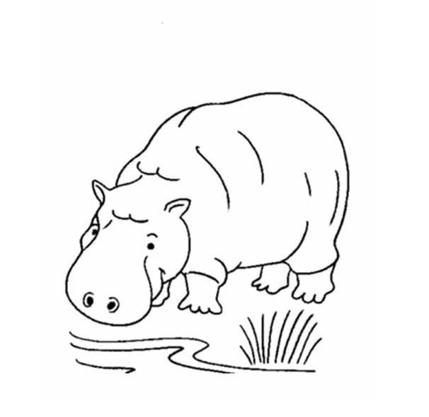 Hippo coloring page Download, Print or Color Online for Free