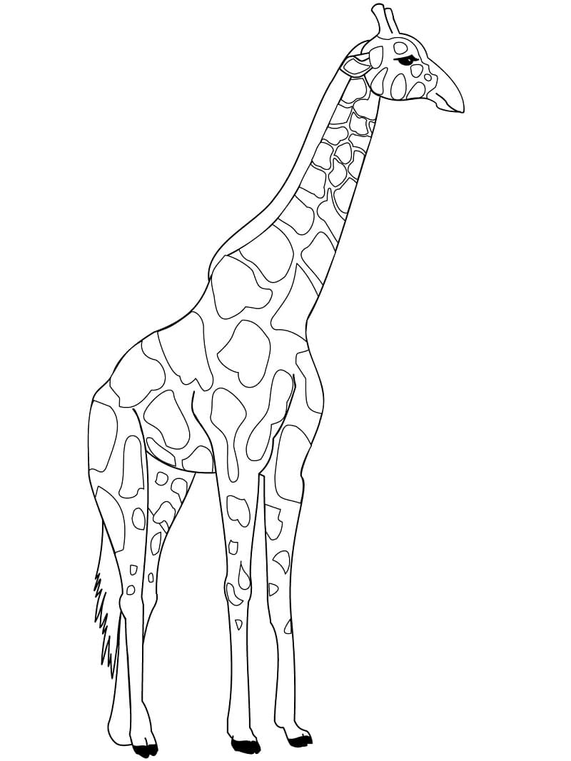 Giraffe Drawing coloring page Download, Print or Color Online for Free