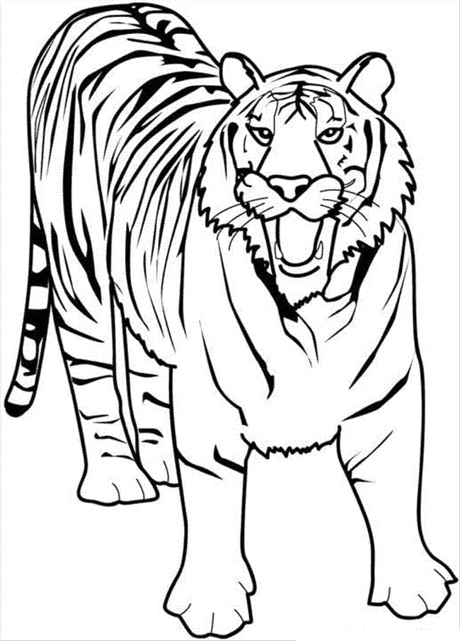 Tiger Free coloring page Download, Print or Color Online for Free