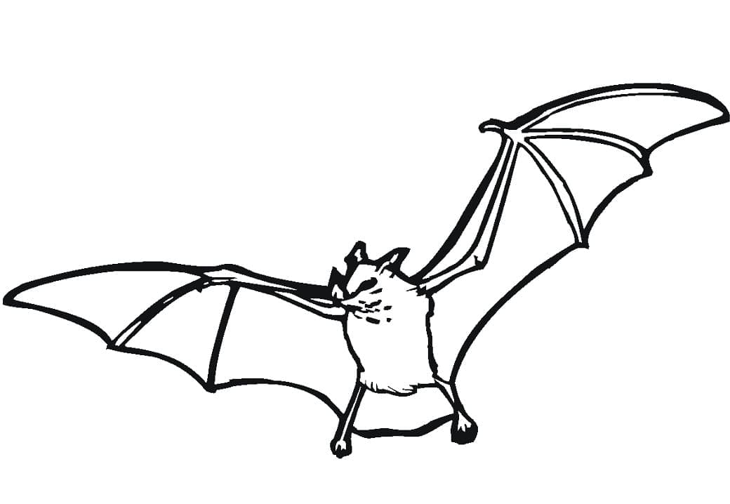 A Bat coloring page Download, Print or Color Online for Free