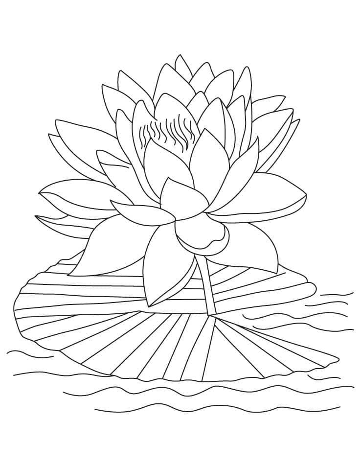 The Lotus Flower coloring page Download, Print or Color Online for Free
