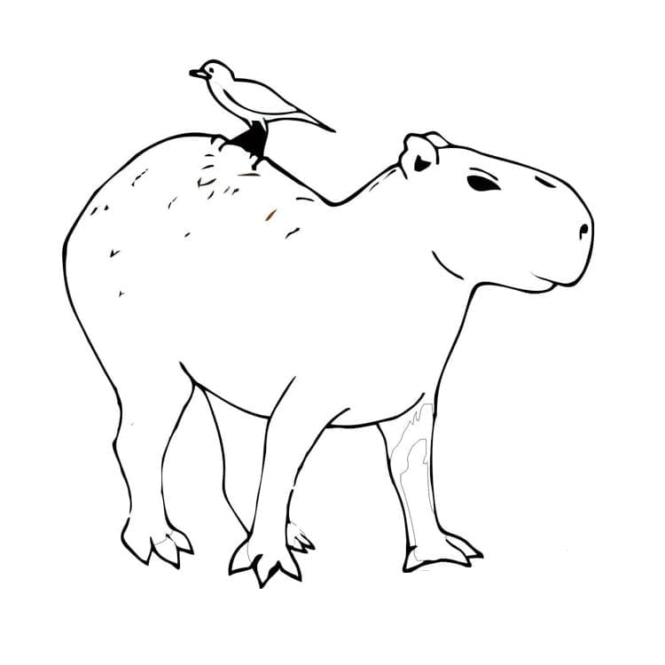 Capybara and A Bird coloring page Download, Print or Color Online for
