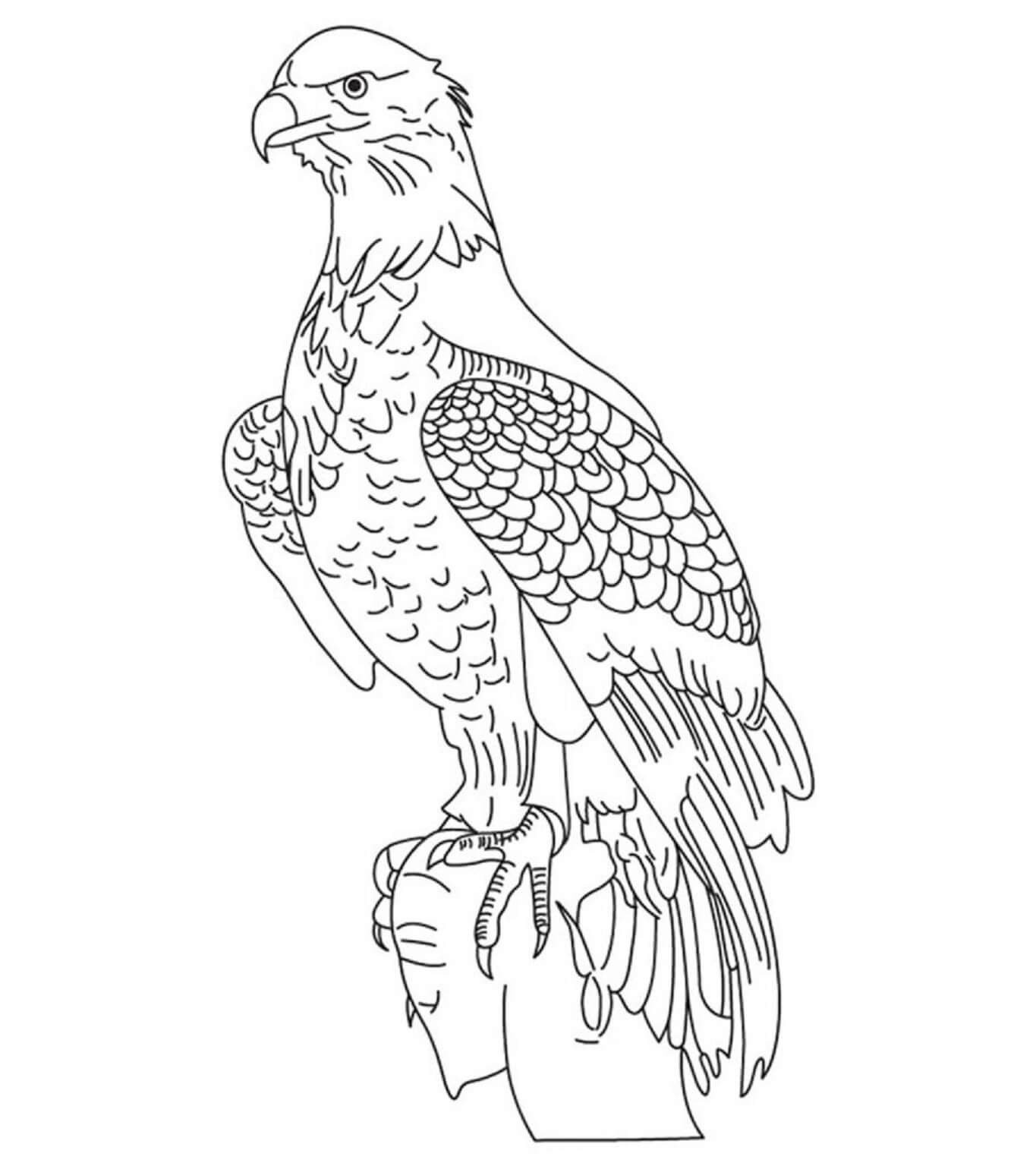 Simple Eagle coloring page Download, Print or Color Online for Free