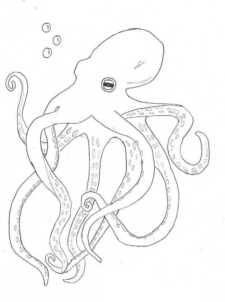 Basic Drawing Octopus coloring page Download, Print or Color Online