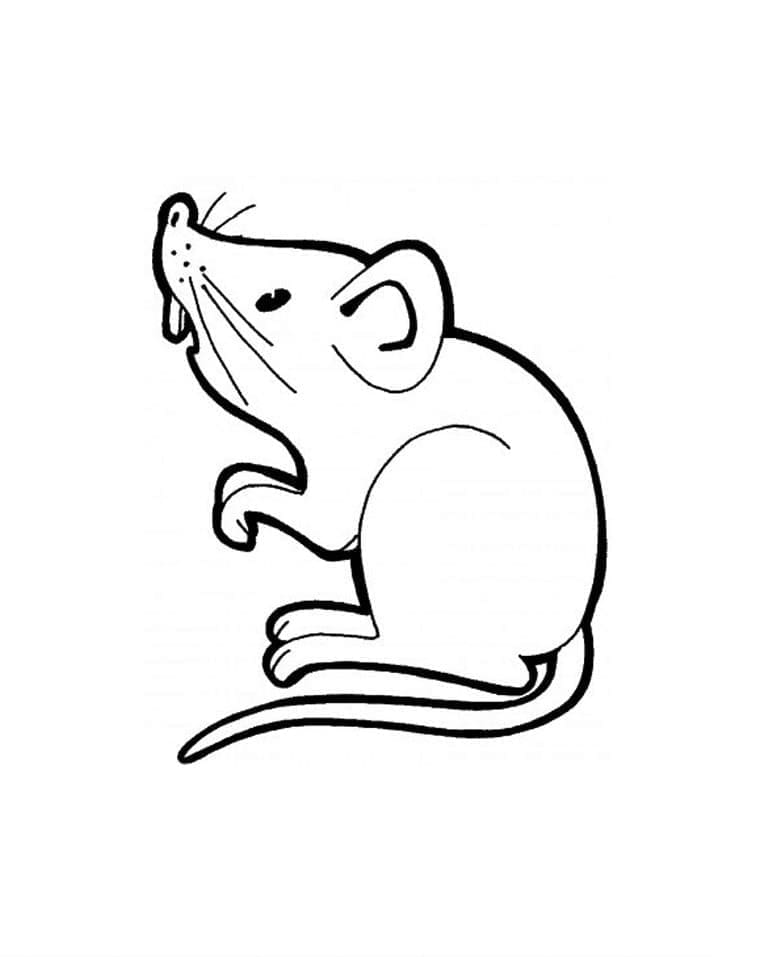 Free Mouse coloring page Download, Print or Color Online for Free