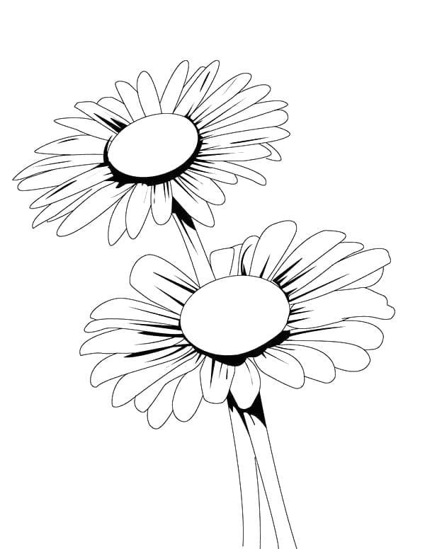 Two Daisies coloring page Download, Print or Color Online for Free
